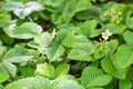 Close-up of green foliage, berries flowers wild strawberry on blurred green background summer forest