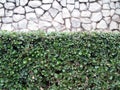 Close-up green foliage hedge with blurred gray stone wall background Royalty Free Stock Photo