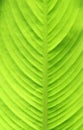 Green foliage plant texture  dieffenbachia  with vein patterns background Royalty Free Stock Photo