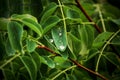 Close-up of a green foliage plant water droplets on it Royalty Free Stock Photo