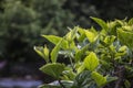Close up of green foliage in a Torrance home Royalty Free Stock Photo