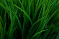 Close up of green foliage tropical decor