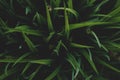 Close up of green foliage tropical decor