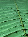 A close-up of Green fresh Acacia leaves