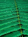 A close-up of Green fresh Acacia leaves, Acacia pennata leaf