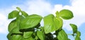 Close up green fresh basil herbs plant in front of the blue sky