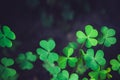 Close up of green fresh shamrock leaves on dark background