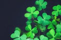 Close up of green fresh shamrock leaves on dark background