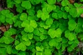 Close up of green fresh bright shamrock leaves