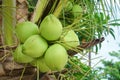 Close up green fresh coconut in the bunch at tree Royalty Free Stock Photo