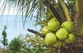 Close up green fresh coconut in the bunch at tree with sea background Royalty Free Stock Photo