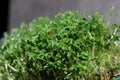 close up of green fresh cress sprouts, black background Royalty Free Stock Photo