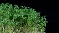 close up of green fresh cress sprouts, black background Royalty Free Stock Photo