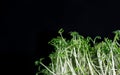 close up of green fresh cress sprouts, black background Royalty Free Stock Photo