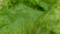 Close up on green fresh lettuce leaf with drops Royalty Free Stock Photo