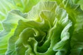 Close-up of green fresh lettuce leaves, healthy eating, vitamins, vegetarian Royalty Free Stock Photo