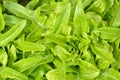 Close-up of green, fresh oakleaf lettuce.