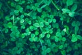 Close up of green fresh shamrock leaves