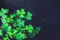 Close up of green fresh shamrock leaves on dark background