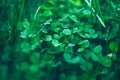 Close up of green fresh shamrock leaves