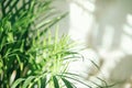 Green fresh tropical houseplant palm leaves with blurred light and shadow wall background