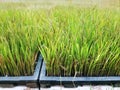 Green Fresh Young Rice Plants in Plastic Trays at Plantation Field Royalty Free Stock Photo