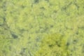 Close up of green freshwater algae in pond Royalty Free Stock Photo