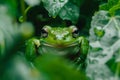 Close up of a Green Frog Hiding among Lush Leaves with Water Droplets in a Vivid Natural Environment Royalty Free Stock Photo
