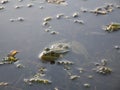 Close-up of a green frog peeking out of the water