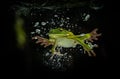 Close-up of a green frog (white-lipped tree frog) underwater in terrarium on dark background Royalty Free Stock Photo