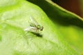 Close up green fruit fly on green leaf. Royalty Free Stock Photo