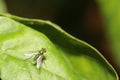 Close up green fruit fly on green leaf. Royalty Free Stock Photo