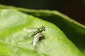 Close up green fruit fly on green leaf. Royalty Free Stock Photo