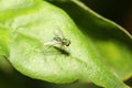 Close up green fruit fly on green leaf. Royalty Free Stock Photo