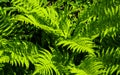 Close up of green garden fern leaves and branches in the summer sun Royalty Free Stock Photo