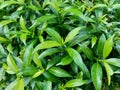 Close up green Gardenia jasminoides gardenia, cape jasmine, cape jessamine, danh danh, jasmin with natural background. This plan Royalty Free Stock Photo