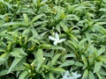 Close up green Gardenia jasminoides gardenia, cape jasmine, cape jessamine, danh danh, jasmin with natural background. This plan Royalty Free Stock Photo