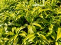 Close up green Gardenia jasminoides gardenia, cape jasmine, cape jessamine, danh danh, jasmin with natural background. This plan Royalty Free Stock Photo