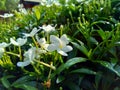 Close up green Gardenia jasminoides gardenia, cape jasmine, cape jessamine, danh danh, jasmin with natural background. This plan