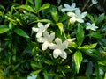 Close up green Gardenia jasminoides gardenia, cape jasmine, cape jessamine, danh danh, jasmin with natural background. This plan