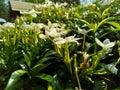 Close up green Gardenia jasminoides gardenia, cape jasmine, cape jessamine, danh danh, jasmin with natural background. This plan Royalty Free Stock Photo