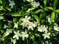 Close up green Gardenia jasminoides gardenia, cape jasmine, cape jessamine, danh danh, jasmin with natural background. This plan Royalty Free Stock Photo