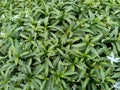 Close up green Gardenia jasminoides gardenia, cape jasmine, cape jessamine, danh danh, jasmin with natural background. This plan Royalty Free Stock Photo