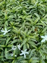 Close up green Gardenia jasminoides gardenia, cape jasmine, cape jessamine, danh danh, jasmin with natural background. This plan Royalty Free Stock Photo