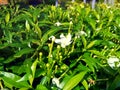 Close up green Gardenia jasminoides gardenia, cape jasmine, cape jessamine, danh danh, jasmin with natural background. This plan Royalty Free Stock Photo
