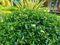 Close up green Gardenia jasminoides gardenia, cape jasmine, cape jessamine, danh danh, jasmin with natural background. This plan Royalty Free Stock Photo