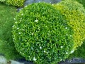 Close up green Gardenia jasminoides gardenia, cape jasmine, cape jessamine, danh danh, jasmin with natural background. This plan