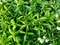 Close up green Gardenia jasminoides gardenia, cape jasmine, cape jessamine, danh danh, jasmin with natural background. This plan Royalty Free Stock Photo