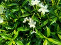 Close up green Gardenia jasminoides gardenia, cape jasmine, cape jessamine, danh danh, jasmin with natural background. This plan Royalty Free Stock Photo