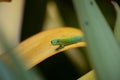 A Close-up of a Green Gecko Lizard on a Yellow Leaf in a Garden Setting Royalty Free Stock Photo